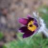 Garten 12.04.2015