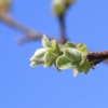 Garten 12.04.2015