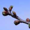 Garten 12.04.2015
