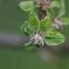 Garten 12.04.2015