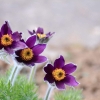 Garten 12.04.2015