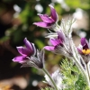 Garten 12.04.2015