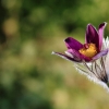 Garten 12.04.2015