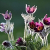 Garten 12.04.2015