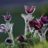 Garten 12.04.2015