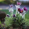 Garten 12.04.2015
