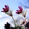 Garten 12.04.2015