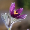 Garten 12.04.2015