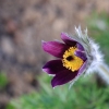 Garten 12.04.2015
