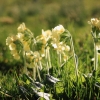 Garten 12.04.2015