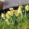 Garten 12.04.2015