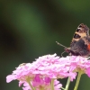 Garten 13.06.2014