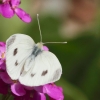Garten 13.06.2014