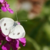 Garten 13.06.2014