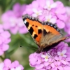 Garten 13.06.2014
