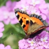 Garten 13.06.2014