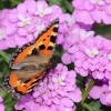 Garten 13.06.2014