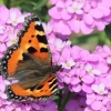 Garten 13.06.2014