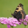 Garten 13.06.2014