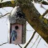 Blaumeise