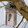 Blaumeise