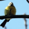 Blaumeise