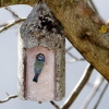 Blaumeise