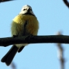 Blaumeise
