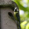 Garten,Blaumeise,