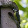 Garten,Blaumeise,