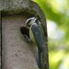 Garten,Blaumeise,
