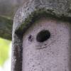 Garten,Blaumeise,