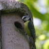 Garten,Blaumeise,