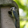 Garten,Blaumeise,