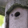 Garten,Blaumeise,