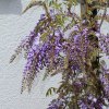 Garten 14.05.2013