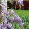 Garten 14.05.2013