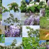 Garten 14.05.2013