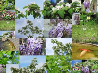 Garten 14.05.2013