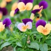 Garten 14.05.2013