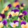 Garten 14.05.2013