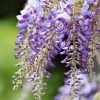 Garten 14.05.2013