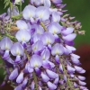 Garten 14.05.2013