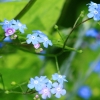 Garten 14.05.2013