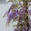 Garten 14.05.2013
