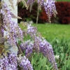 Garten 14.05.2013