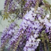 Garten 14.05.2013