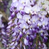 Garten 14.05.2013