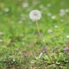 Garten 14.05.2013