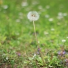 Garten 14.05.2013